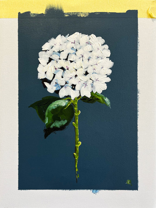 Single White Hydrangea on Dark Navy Background Painted in Acrylic on Cotton Canvas with Border roslynmary art.