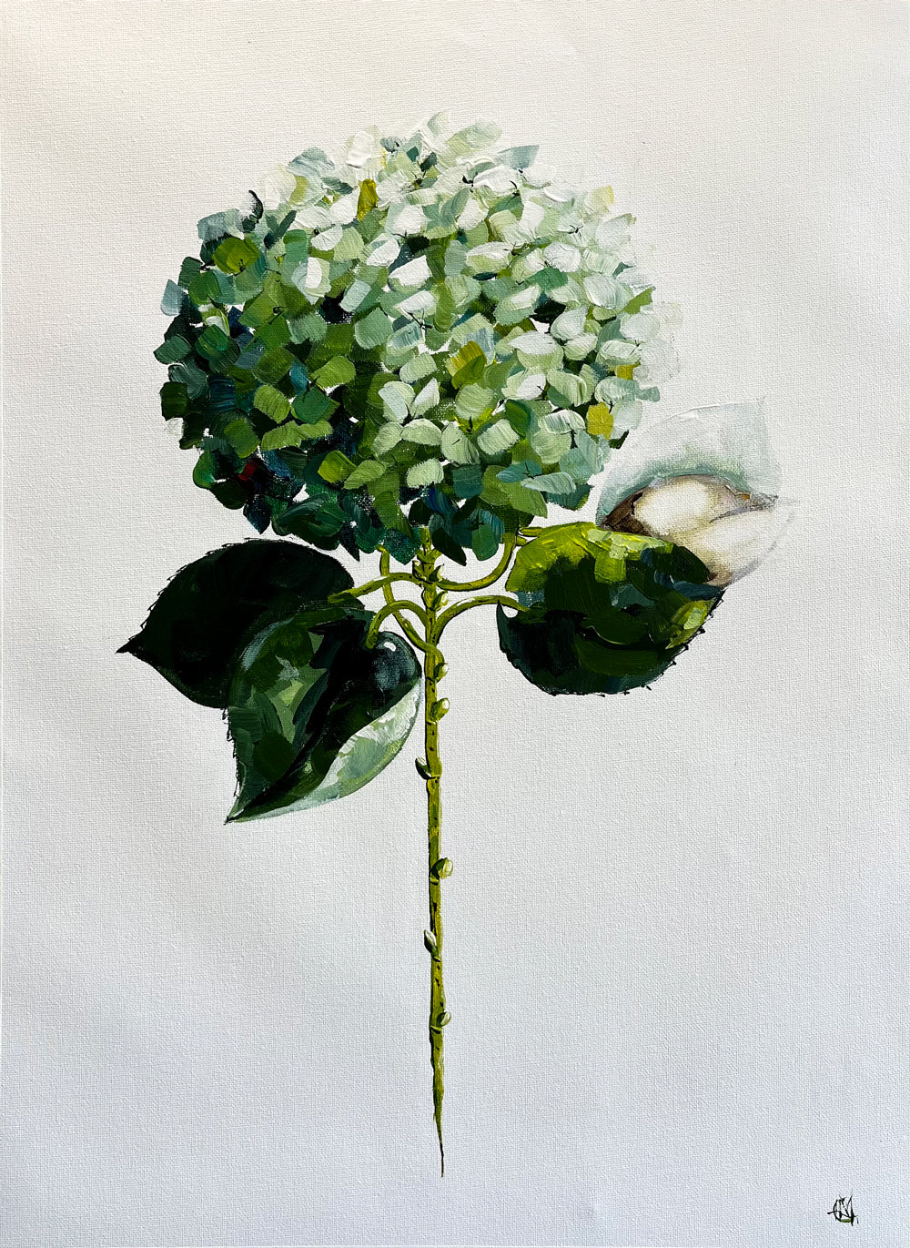 Green Hydrangea Painted in Acrylic on Cotton Canvas roslynmary art.