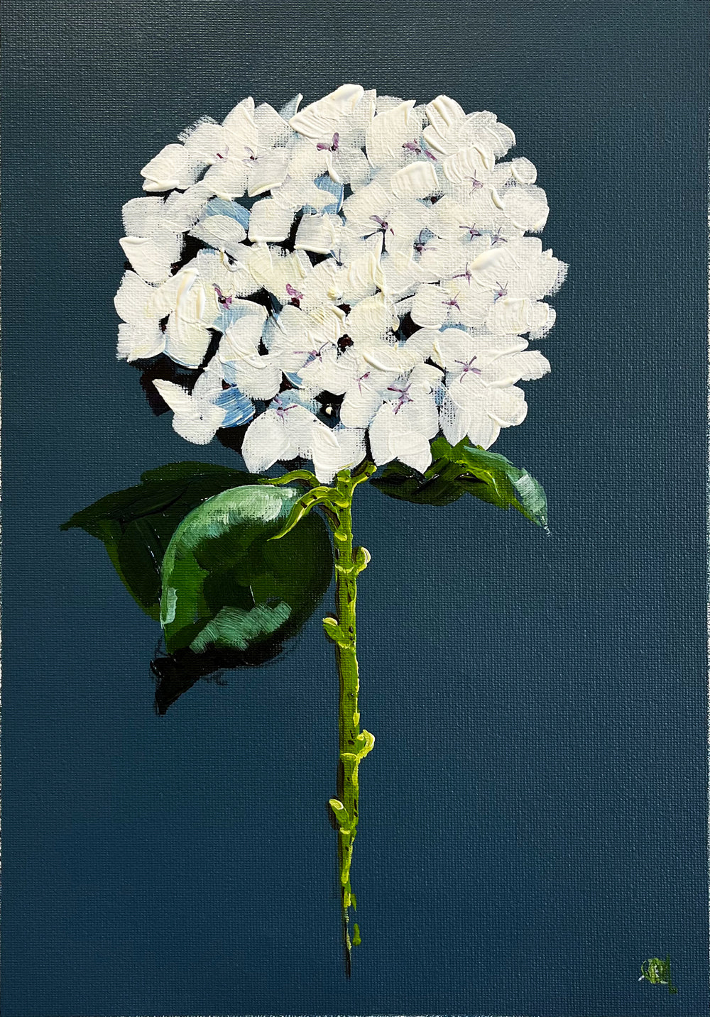Single White Hydrangea on Dark Navy Background Painted in Acrylic on Cotton Canvas roslynmary art.