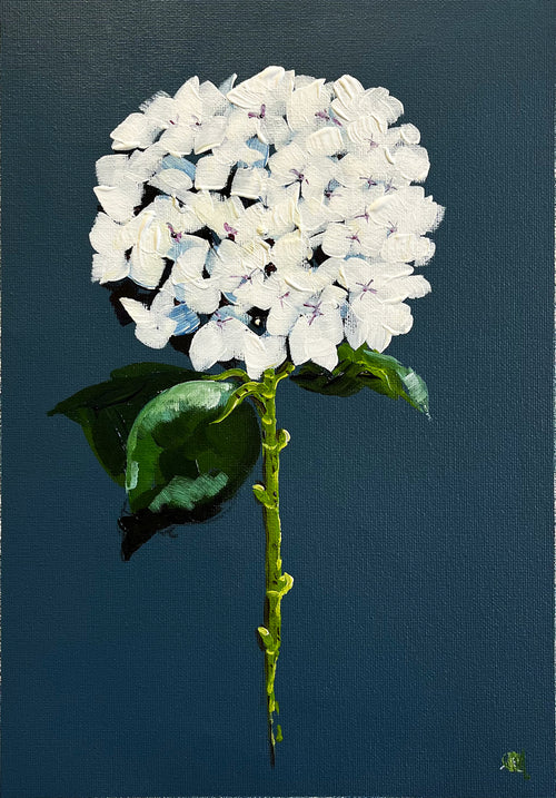 Single White Hydrangea on Dark Navy Background Painted in Acrylic on Cotton Canvas roslynmary art.