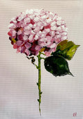 Single Pink Hydrangea on Subtle Pink Background Painted in Acrylic on Cotton Canvas roslynmary art.