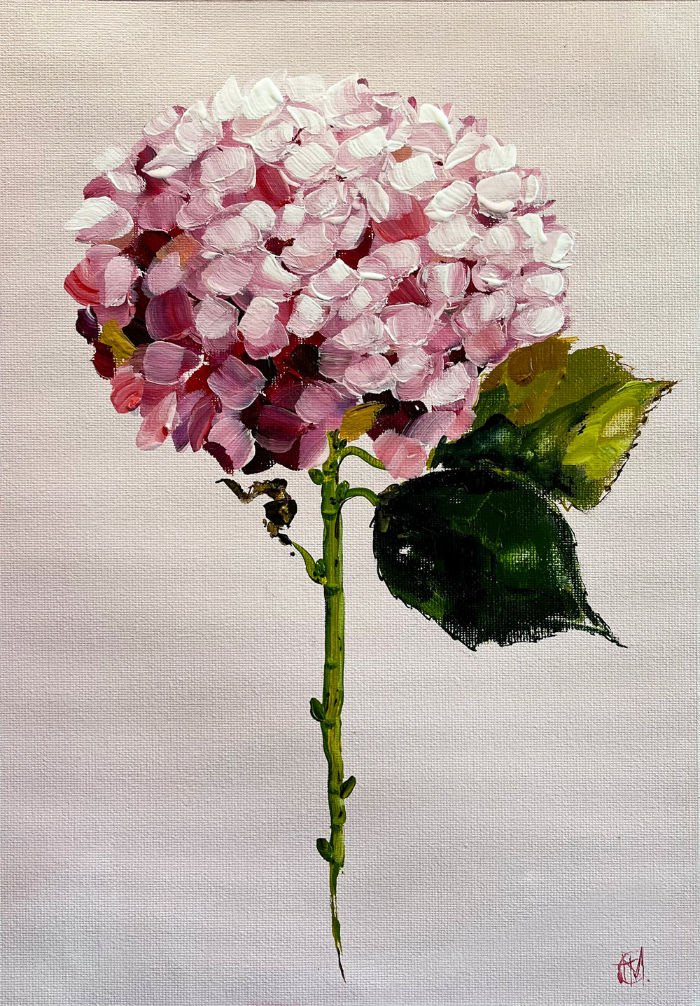 Single Pink Hydrangea on Subtle Pink Background Painted in Acrylic on Cotton Canvas roslynmary art.
