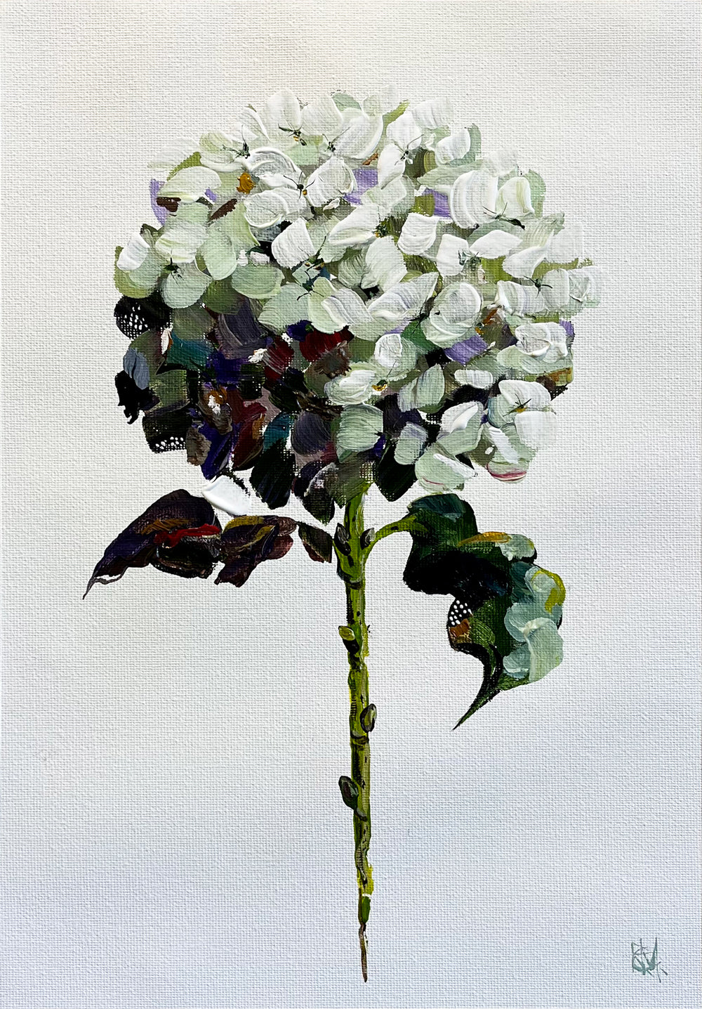 Hydrangea on Subtle Background Painted in Acrylic on Cotton Canvas roslynmary art.