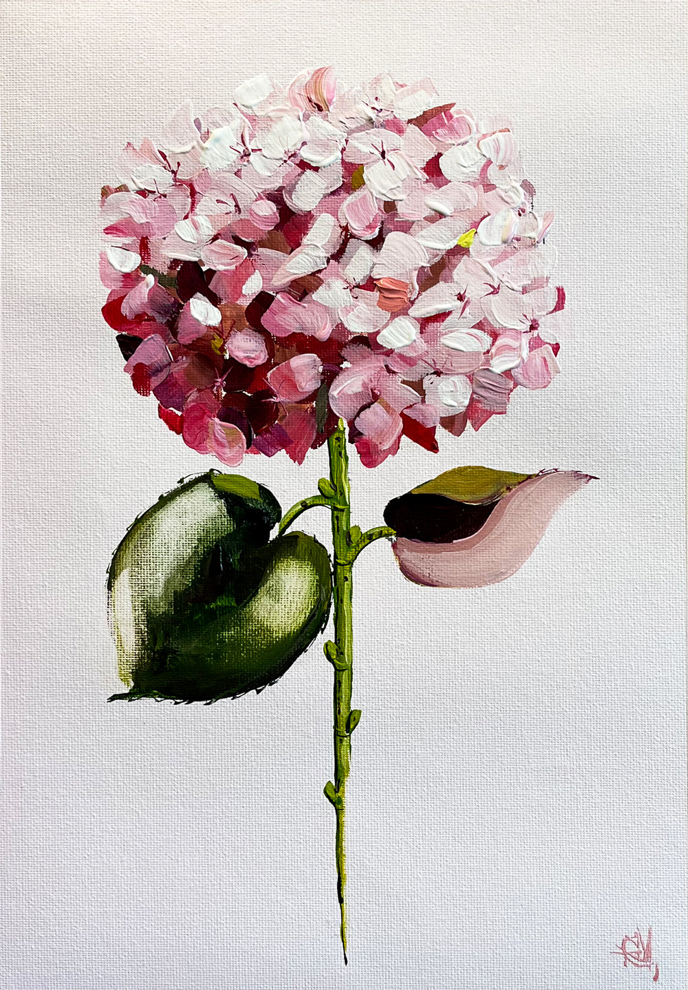 Single Pink Hydrangea on Subtle Pink Background Painted in Acrylic on Cotton Canvas roslynmary art.
