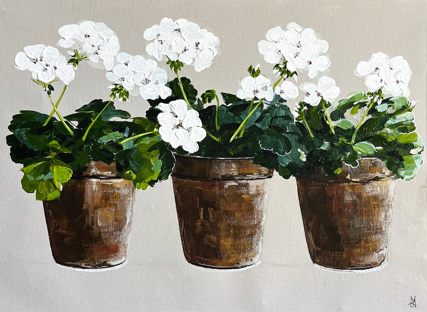 Painting of White Geraniums in Three Terracotta Pot Painted in Acrylic on Cotton Canvas roslynmary art.