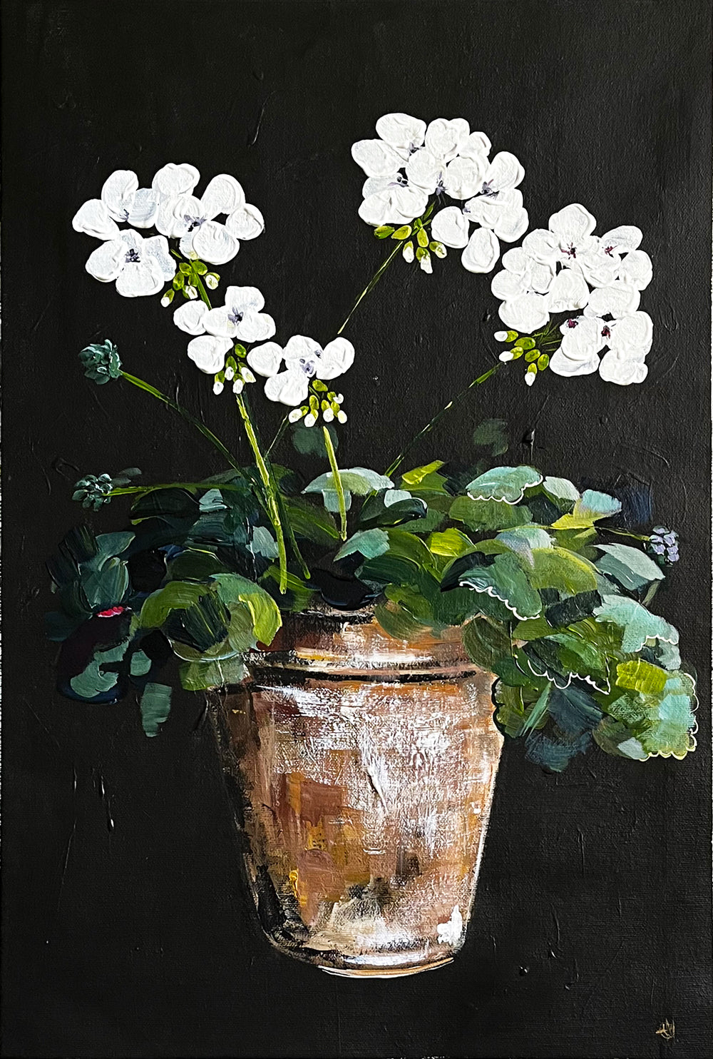 Painting of White Geraniums in Terracotta Pot on Black Background Painted in Acrylic on Cotton Canvas roslynmary art.