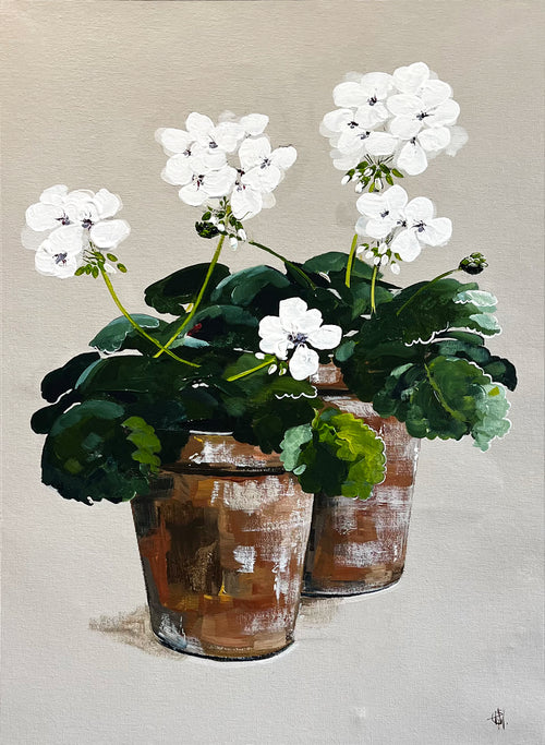 Painting of White Geraniums in Two Terracotta Pots Painted in Acrylic on Cotton Canvas roslynmary art.