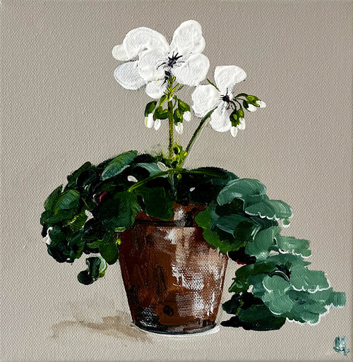Painting of White Geranium in Terracotta Pot Painted in Acrylic on Stretched Canvas roslynmary art.