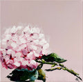 Painting of Pink Hydrangea Painted in Acrylic on Stretched Canvas roslynmary art.