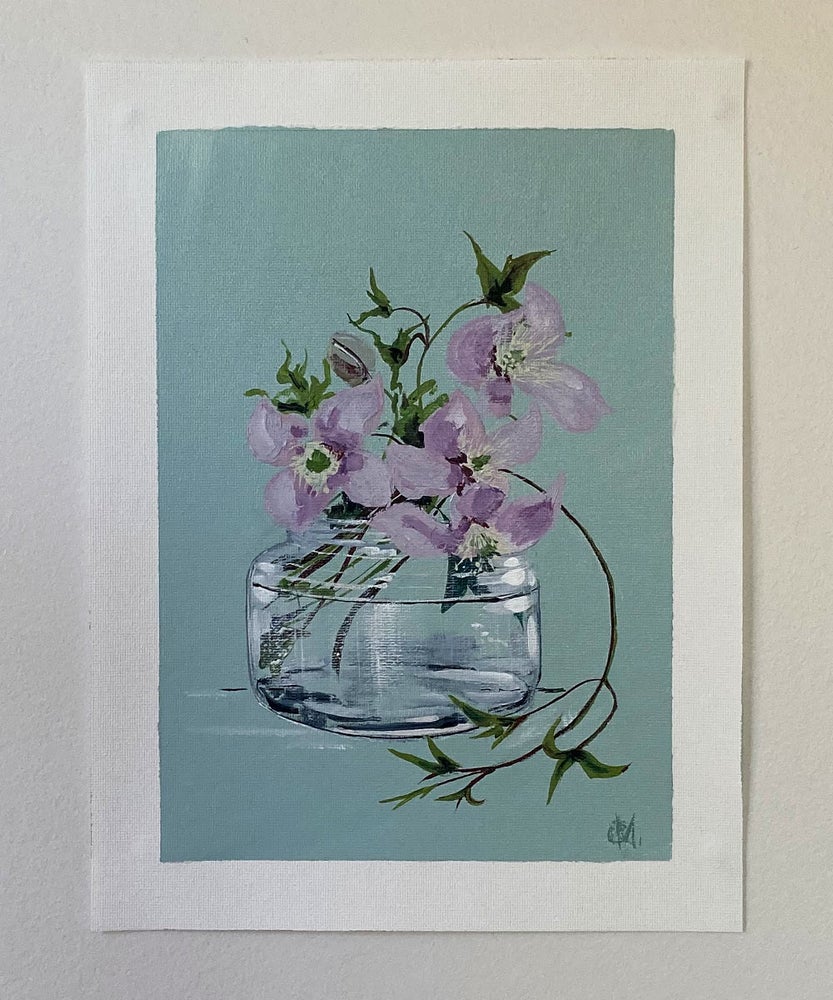 'Clematis Montana Rubens' #562