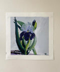 'Iris Love' #718