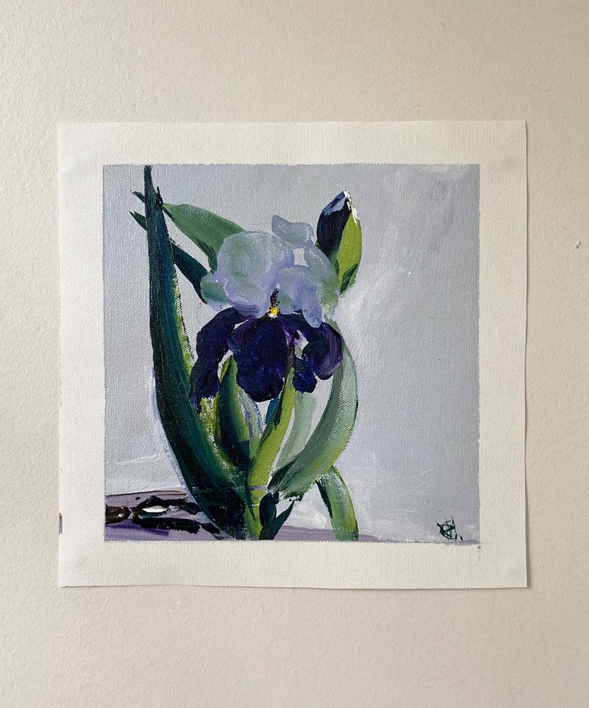 'Iris Love' #718